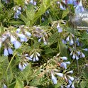 Symphytum azureum
